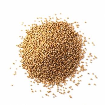 Гірчиця біла ціла